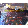 重庆市户外锦鲤鱼池净化系统安装！