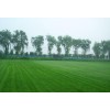 哪里能买到优质北京人造草坪
