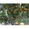 潍坊具有口碑的映霜红桃新品种供应 报价合理的映霜红桃新品种