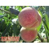 晚熟桃苗种植基地，潍坊优质金秋红蜜桃苗供应