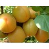 油杏批发——优质的油杏出售