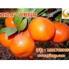 供应广西极好的柑桔|石柱土家族柑桔新品种